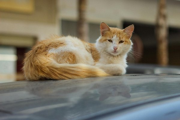 How can you develop a feeding schedule for a multi-cat household?