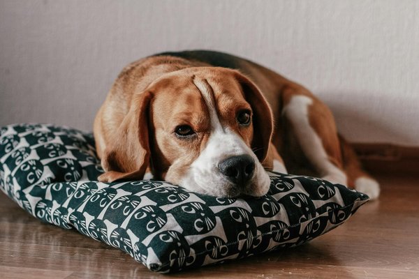 How can you ensure a balanced diet for a diabetic Beagle without compromising their health?