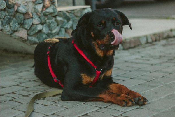 How can you manage the dietary needs of a senior Rottweiler to prevent obesity?