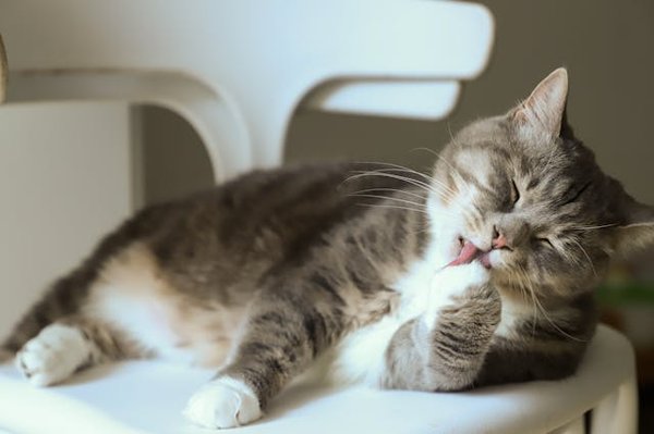 What are the signs of feline diabetes and how can you manage it?