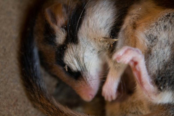 How can UK residents create habitats for the endangered dormouse in their gardens?