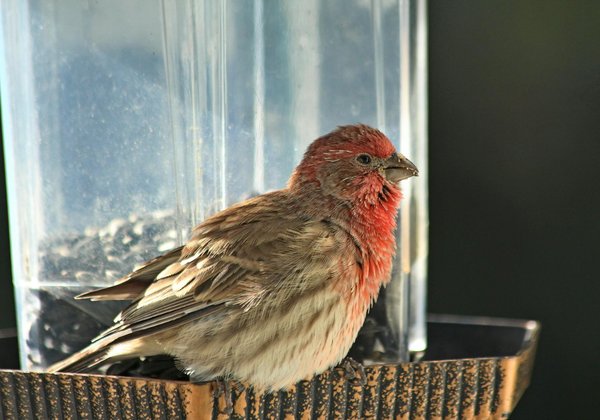 What are the signs of boredom in pet birds and how can it be alleviated?