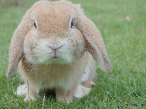 How to train a pet rabbit to use a litter box in a UK home?